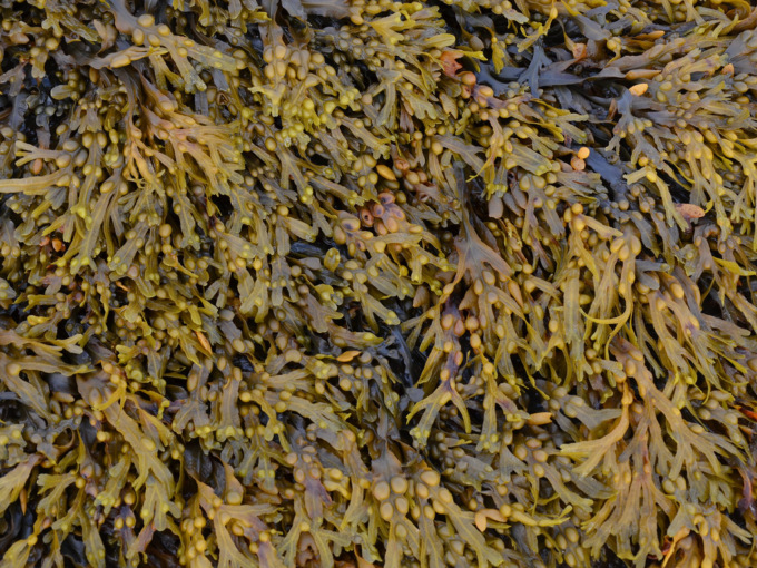 Il clone di alga gigante che si estende per 500 chilometri