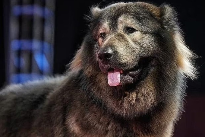 Il cane più costoso al mondo venduto per quasi 5 milioni di euro
