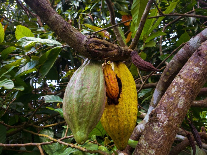 Il cacao è più vecchio di quanto si pensasse: ha 7,5 milioni di anni
