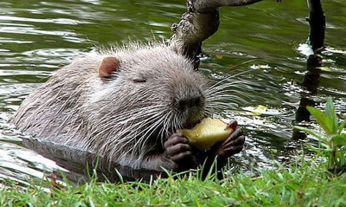 Sembrava il Far West, invece erano i vigili che… allontanavano le nutrie
