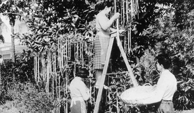 Dall’albero degli spaghetti al panino per mancini: i pesci d’aprile più incredibili della storia