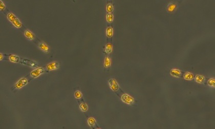 Risvegliati microrganismi che hanno "dormito" sul fondo del mare senza luce né ossigeno per 7.000 anni