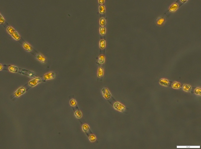 Risvegliati microrganismi che hanno “dormito” sul fondo del mare senza luce né ossigeno per 7.000 anni