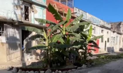 La piantagione di banane nata da una buca sull'asfalto