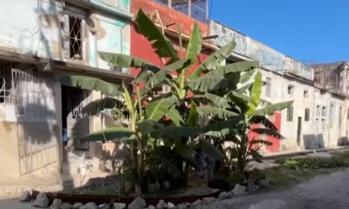 La piantagione di banane nata da una buca sull’asfalto