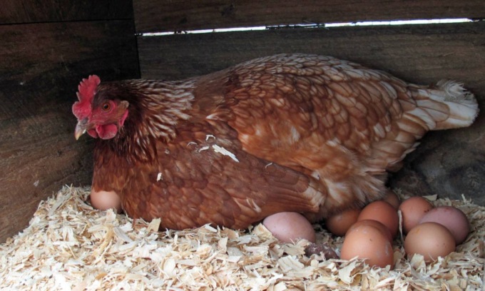 La risposta al dilemma su chi è nato prima tra l’uovo e la gallina