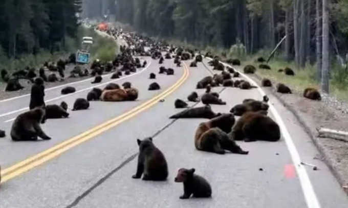 Centinaia di orsi bloccano Yellowstone: verità o immagine falsa generata dall’AI?