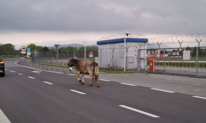 C’è una mucca in Tangenziale! Ed è pure contromano…