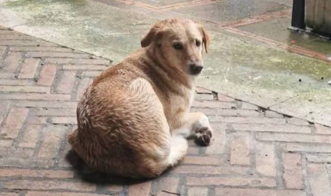 Olivia, il cane che fugge dal canile per tornare a casa