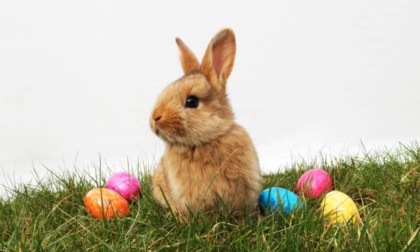 Tradizioni curiose per Pasqua: l’Osterhase, il coniglio e la sua magia nella tradizione tedesca