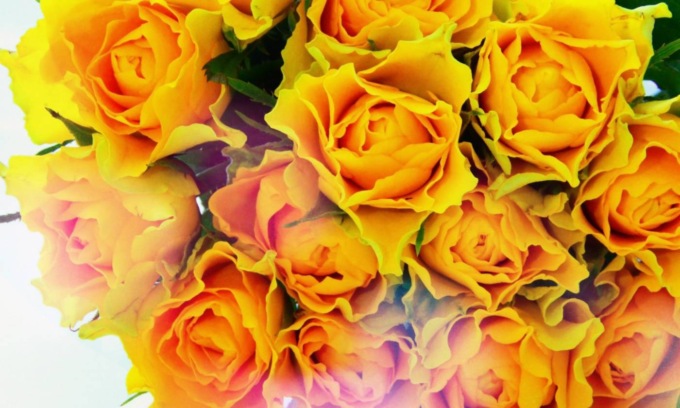 In origine le rose erano soltanto gialle