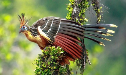 Hoatzin: l’uccello più puzzolente del mondo che rutta come una mucca