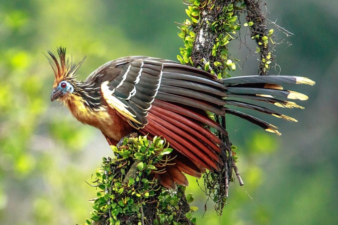 Hoatzin: l’uccello più puzzolente del mondo che rutta come una mucca