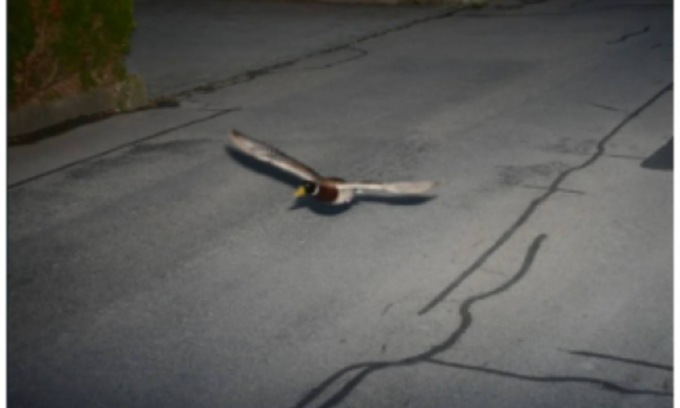 Eccesso di velocità: l’autovelox multa… un’anatra (pure recidiva)