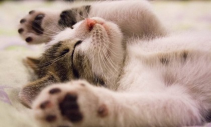 Paga 200 dollari dal veterinario e scopre che il suo gatto è stressato perché gli ha cambiato il cibo