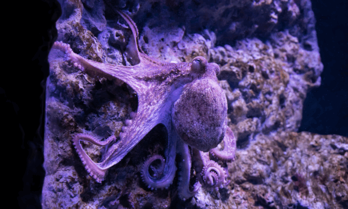 Se l'uomo non esistesse più i polpi potrebbero dominare la Terra: perché il futuro avrebbe "otto tentacoli"