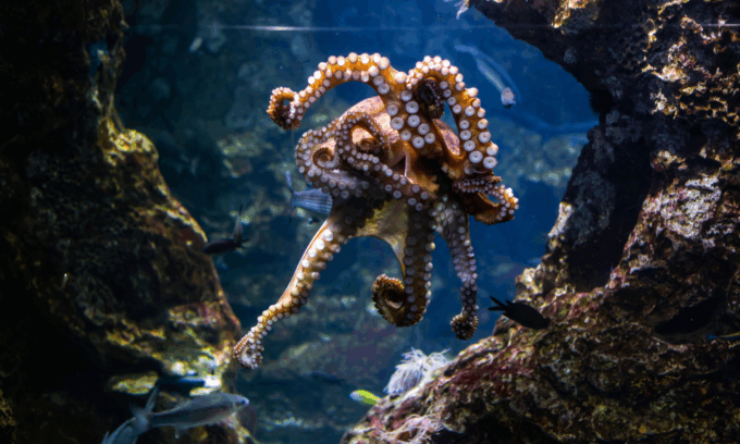 Se l'uomo non esistesse più i polpi potrebbero dominare la Terra: perché il futuro avrebbe "otto tentacoli"