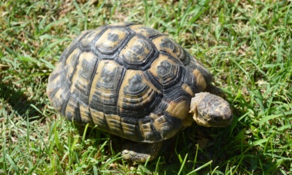 Tartaruga scappa di casa: ritrovata dopo 9 mesi, aveva percorso un chilometro