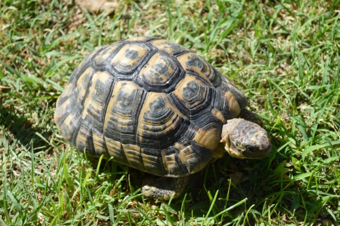 Tartaruga scappa di casa: ritrovata dopo 9 mesi, aveva percorso un chilometro