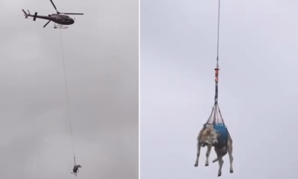 Nel paesino minacciato dalla frana, le mucche vengono evacuate "volando"