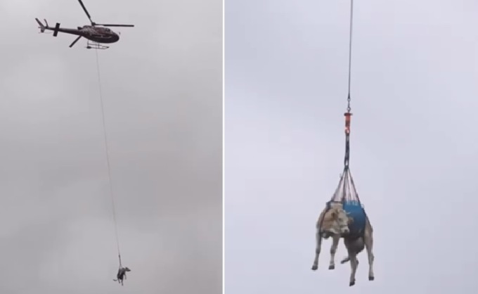 Nel paesino minacciato dalla frana, le mucche vengono evacuate “volando”