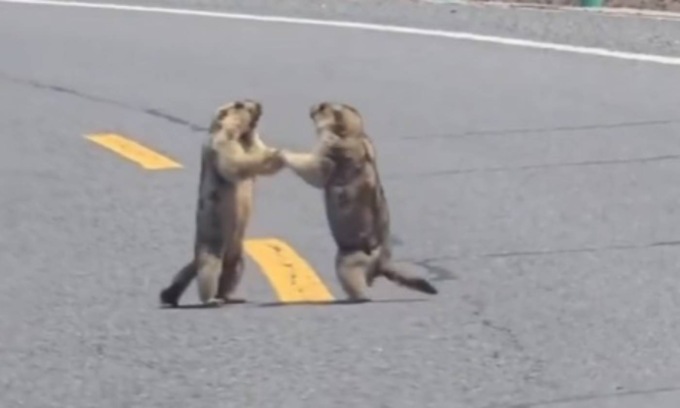 Il video virale delle marmotte che se le danno di santa ragione in mezzo alla strada