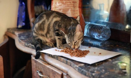 La donna che a "colpi" di croccantini "ruba" il gatto al vicino