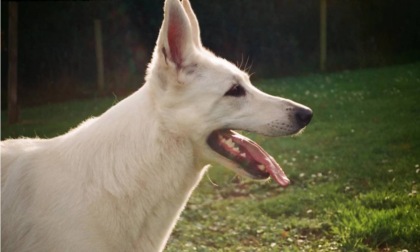 Azienda cerca uno stagista per annusare l'alito dei cani nei parchi