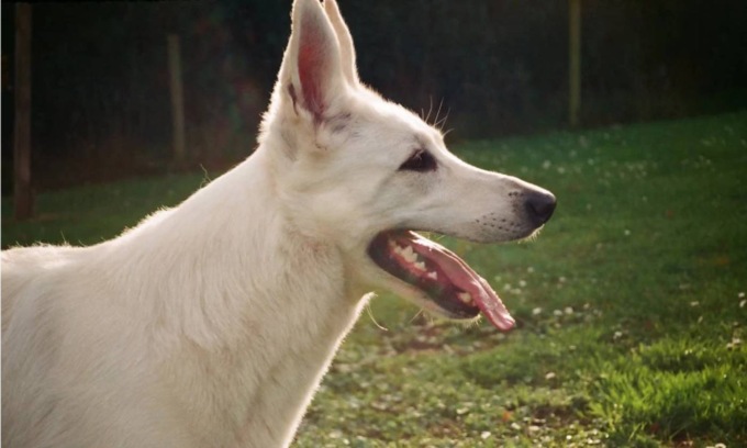 Azienda cerca uno stagista per annusare l’alito dei cani nei parchi