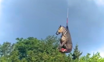 Ed, la zebra in fuga che ha preso il volo nei cieli del Tennessee