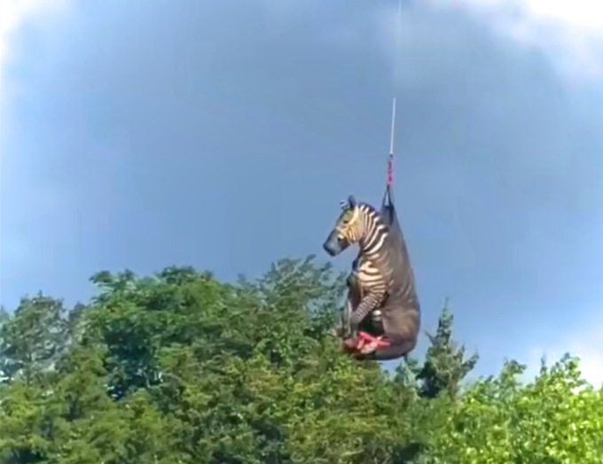 Ed, la zebra in fuga che ha preso il volo nei cieli del Tennessee