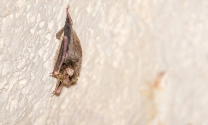 Scoperto a Lampedusa un pipistrello africano mai visto in Europa