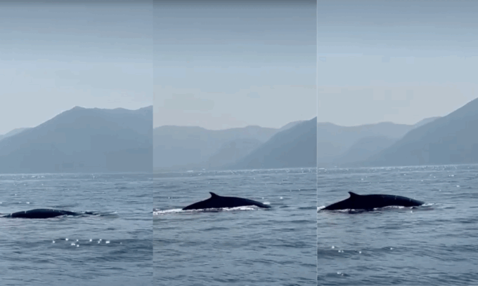 Una balenottera a spasso nel Mediterraneo: l’avvistamento nel Golfo di Napoli