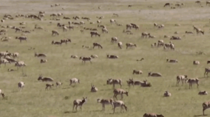 Putin sotto assedio… delle antilopi: l’invasione che sta mettendo in ginocchio gli agricoltori russi