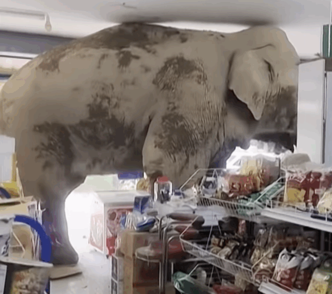 Elefante affamato fa irruzione in un negozio di alimentari: "Voleva solo uno spuntino"