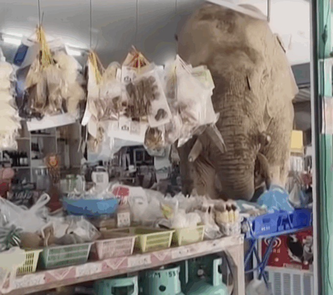 Elefante affamato fa irruzione in un negozio di alimentari: "Voleva solo uno spuntino"