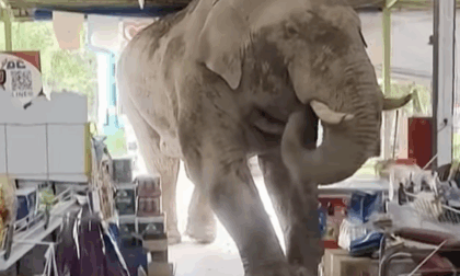 Elefante affamato fa irruzione in un negozio di alimentari: "Voleva solo uno spuntino"