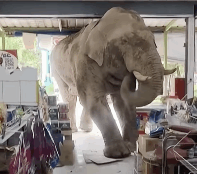 Elefante affamato fa irruzione in un negozio di alimentari: “Voleva solo uno spuntino”