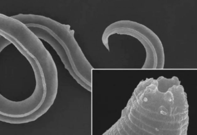 46mila anni e non sentirli: risvegliati vermi preistorici dal permafrost siberiano