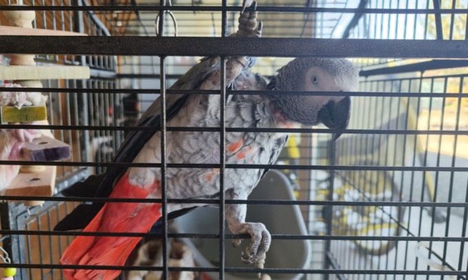 Smarrito nel 2018, il pappagallo Gino torna a casa dopo 7 anni