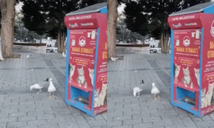 Gabbiani... imbroglioni, imparano a miagolare per mangiare le crocchette dei gatti randagi