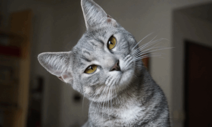 Cosa c'è dietro il "miao" del nostro gatto? Arriva l’intelligenza artificiale che decodifica i miagolii