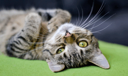 Il gatto che rubava la biancheria dei vicini per “regalarla” alla sua padrona