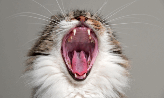 Cosa c'è dietro il "miao" del nostro gatto? Arriva l’intelligenza artificiale che decodifica i miagolii
