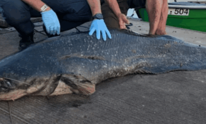 Mostro di Loch Ness scansati: un lago bavarese è terrorizzato da un pesce gatto gigante