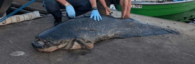 Mostro di Loch Ness scansati: un lago bavarese è terrorizzato da un pesce gatto gigante