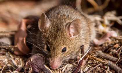 L'antechino, il marsupiale che si "consuma" per accoppiarsi: però muore felice