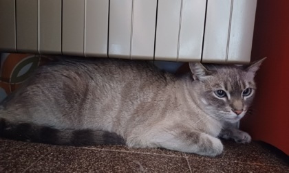 La gattina scappata di casa e ritrovata da 200 chilometri di distanza