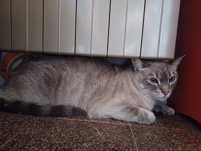 La gattina scappata di casa e ritrovata da 200 chilometri di distanza