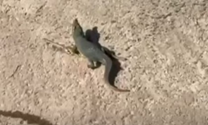 Dopo il leone, il coccodrillo. Non è un safari, ma Ladispoli (ma stavolta era finto)